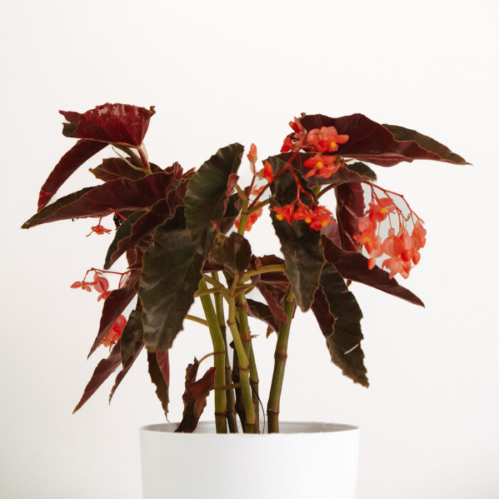 PLANTS- SET-01 158 DSCF4870 PLANTS- SET-01 158 DSCF4870