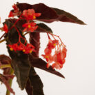 PLANTS- SET-01 159 DSCF4872