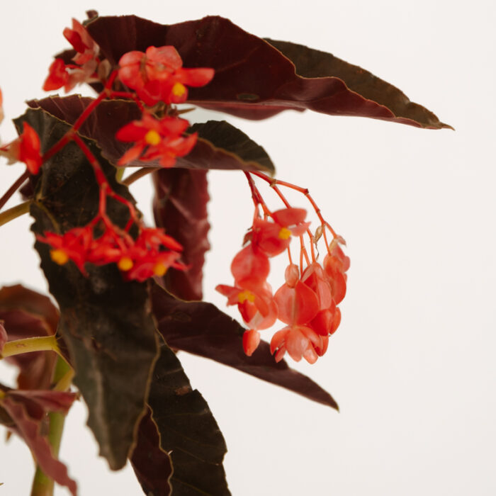 PLANTS- SET-01 159 DSCF4872 PLANTS- SET-01 159 DSCF4872