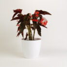 PLANTS- SET-01 160 DSCF4873