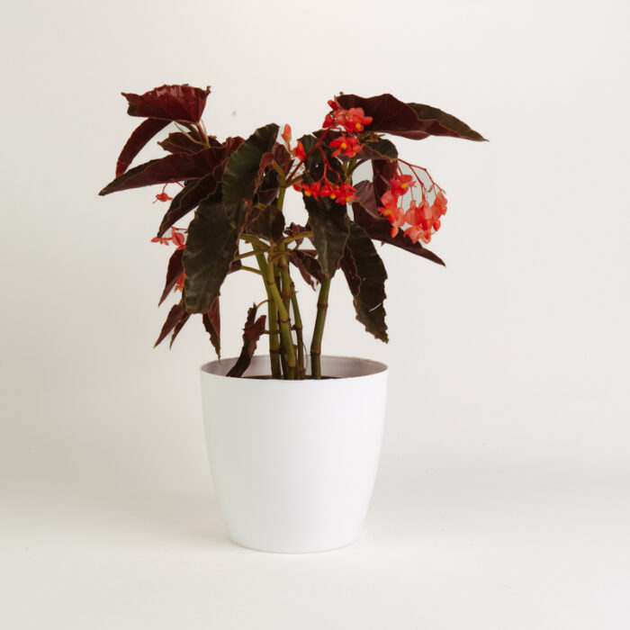 PLANTS- SET-01 160 DSCF4873 PLANTS- SET-01 160 DSCF4873