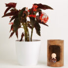 PLANTS- SET-01 161 DSCF4876