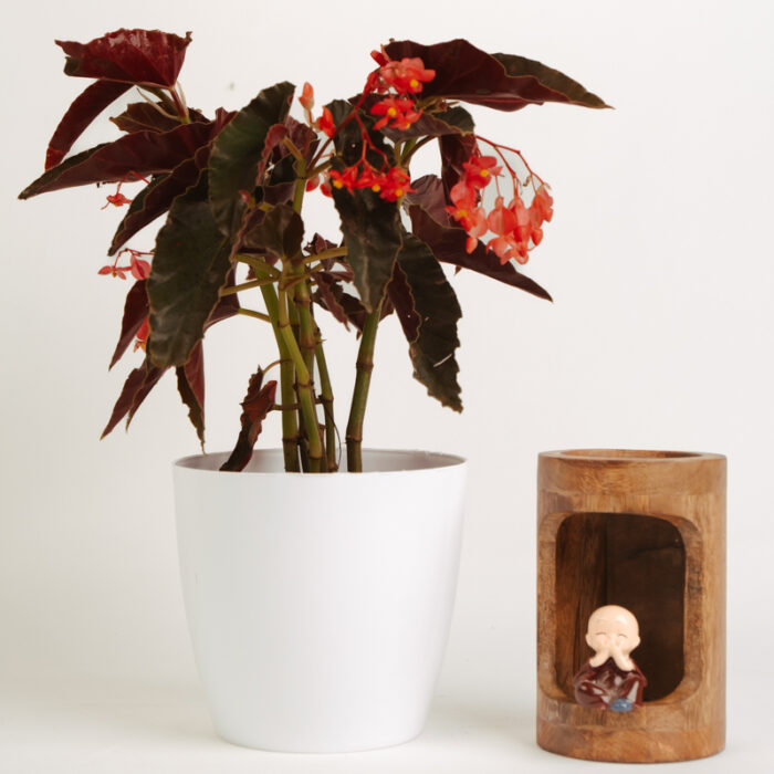 PLANTS- SET-01 161 DSCF4876 PLANTS- SET-01 161 DSCF4876