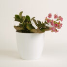 PLANTS- SET-01 162 DSCF4878