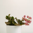 PLANTS- SET-01 163 DSCF4880