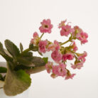 PLANTS- SET-01 164 DSCF4881