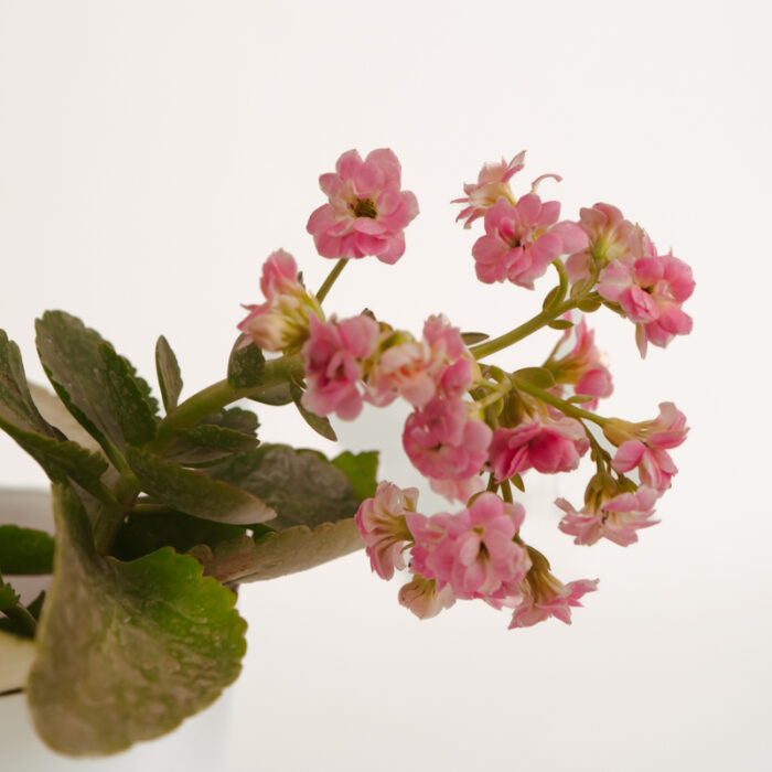 PLANTS- SET-01 164 DSCF4881 PLANTS- SET-01 164 DSCF4881