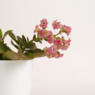 PLANTS- SET-01 165 DSCF4883