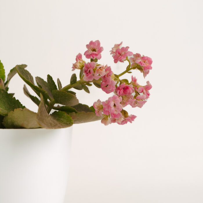 PLANTS- SET-01 165 DSCF4883 PLANTS- SET-01 165 DSCF4883