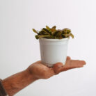 PLANTS- SET-01 173 DSCF4906