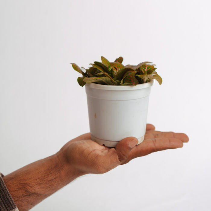 PLANTS- SET-01 173 DSCF4906 PLANTS- SET-01 173 DSCF4906