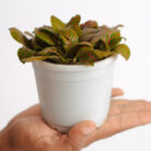 PLANTS- SET-01 174 DSCF4909