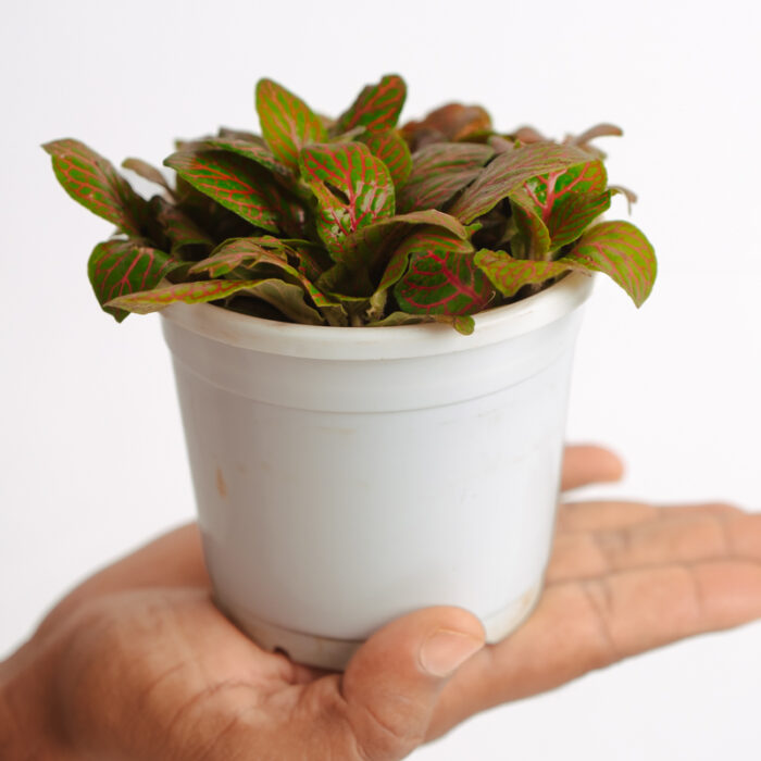 PLANTS- SET-01 174 DSCF4909 PLANTS- SET-01 174 DSCF4909