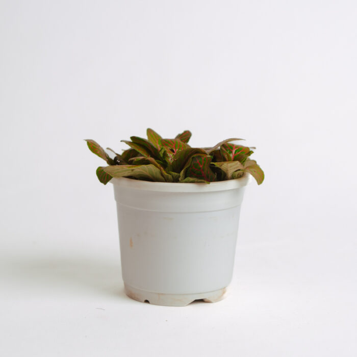 PLANTS- SET-01 175 DSCF4911 PLANTS- SET-01 175 DSCF4911