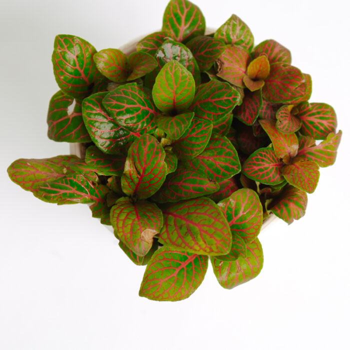 PLANTS- SET-01 176 DSCF4916 PLANTS- SET-01 176 DSCF4916