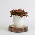 PLANTS- SET-01 177 DSCF4920