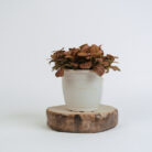 PLANTS- SET-01 178 DSCF4922