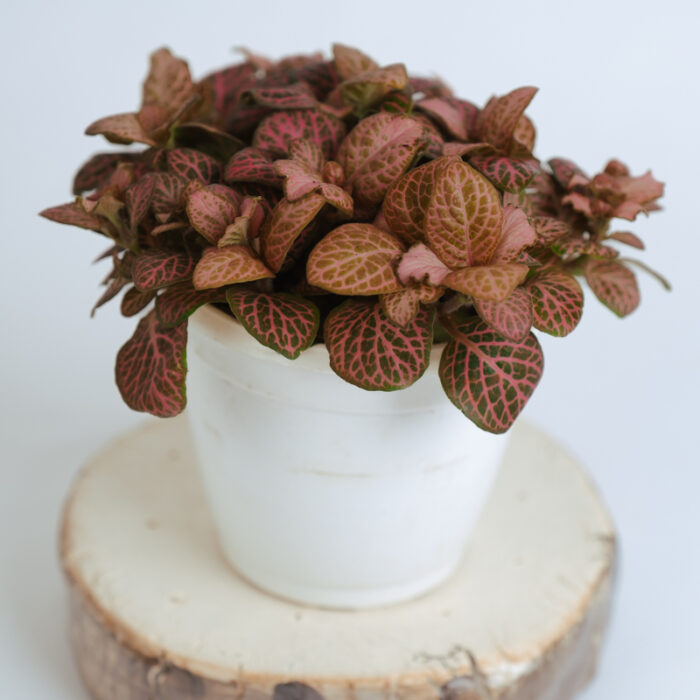 PLANTS- SET-01 179 DSCF4924