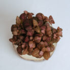 PLANTS- SET-01 180 DSCF4927