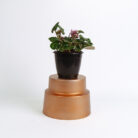 PLANTS- SET-01 188 DSCF4947