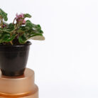 PLANTS- SET-01 189 DSCF4948