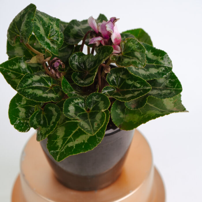 PLANTS- SET-01 190 DSCF4951