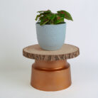 PLANTS- SET-01 193 DSCF4960