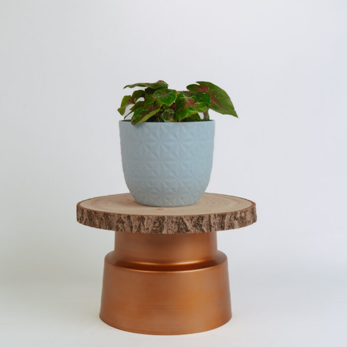 PLANTS- SET-01 194 DSCF4961 PLANTS- SET-01 194 DSCF4961