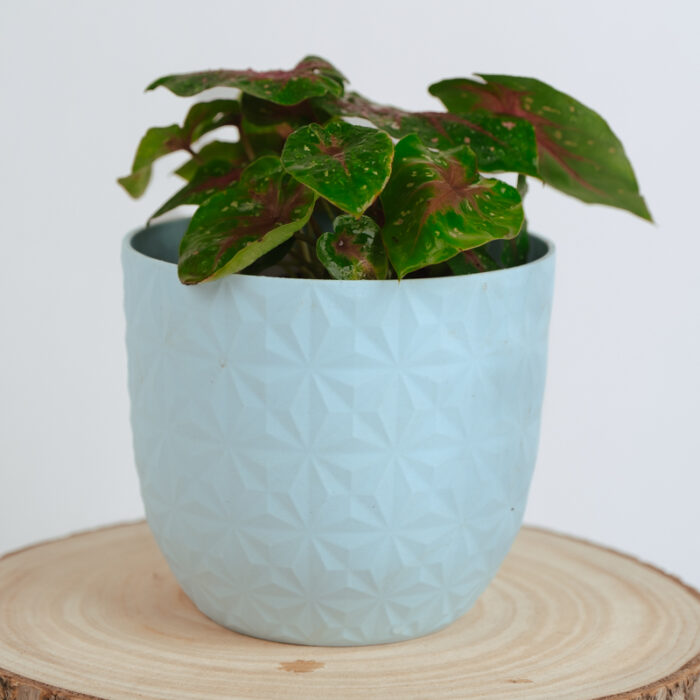 PLANTS- SET-01 195 DSCF4963 PLANTS- SET-01 195 DSCF4963