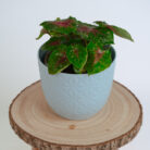 PLANTS- SET-01 196 DSCF4965