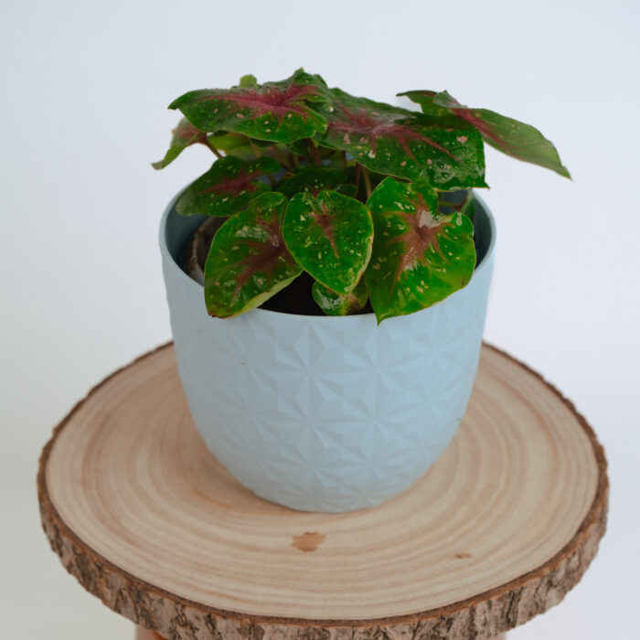 PLANTS- SET-01 196 DSCF4965 PLANTS- SET-01 196 DSCF4965