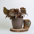 PLANTS- SET-01 198 DSCF4970