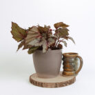 PLANTS- SET-01 199 DSCF4972