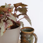 PLANTS- SET-01 200 DSCF4975