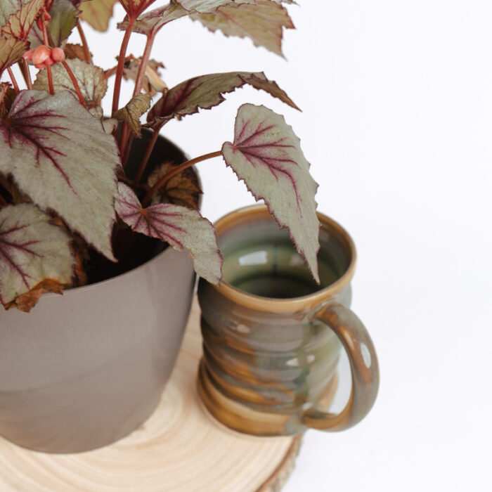 PLANTS- SET-01 201 DSCF4977 PLANTS- SET-01 201 DSCF4977