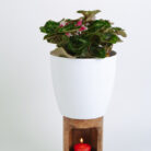 PLANTS- SET-01 205 DSCF4989