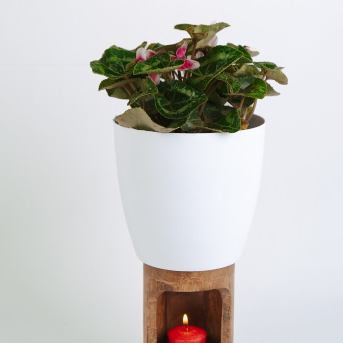 PLANTS- SET-01 205 DSCF4989 PLANTS- SET-01 205 DSCF4989