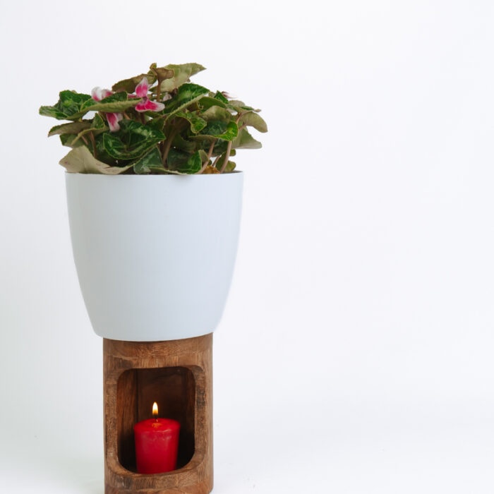 PLANTS- SET-01 206 DSCF4991 PLANTS- SET-01 206 DSCF4991