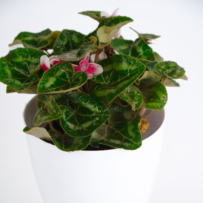 PLANTS- SET-01 207 DSCF4993 PLANTS- SET-01 207 DSCF4993