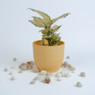 PLANTS- SET-01 211 DSCF5005