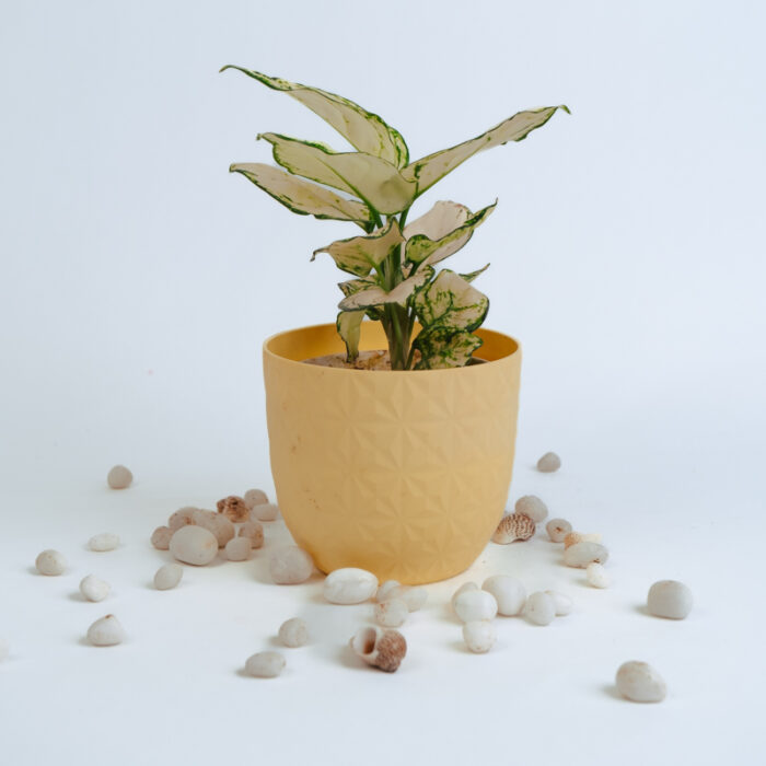 PLANTS- SET-01 211 DSCF5005 PLANTS- SET-01 211 DSCF5005