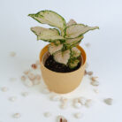 PLANTS- SET-01 212 DSCF5008