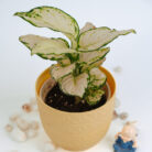 PLANTS- SET-01 213 DSCF5011