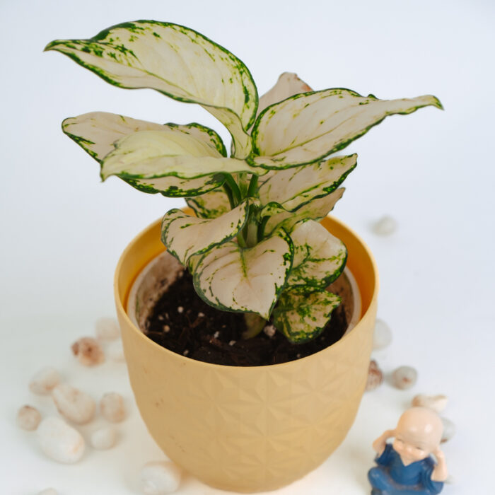 PLANTS- SET-01 213 DSCF5011 PLANTS- SET-01 213 DSCF5011