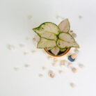 PLANTS- SET-01 214 DSCF5013