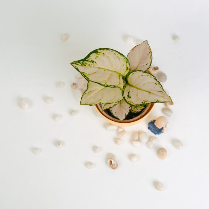 PLANTS- SET-01 214 DSCF5013 PLANTS- SET-01 214 DSCF5013