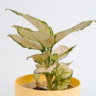 PLANTS- SET-01 215 DSCF5018