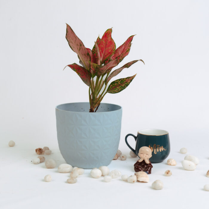 PLANTS- SET-01 217 DSCF5021 PLANTS- SET-01 217 DSCF5021