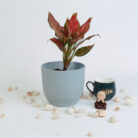 PLANTS- SET-01 218 DSCF5024