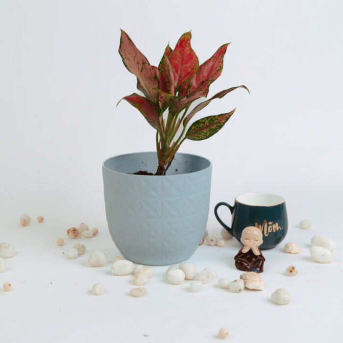 PLANTS- SET-01 218 DSCF5024 PLANTS- SET-01 218 DSCF5024